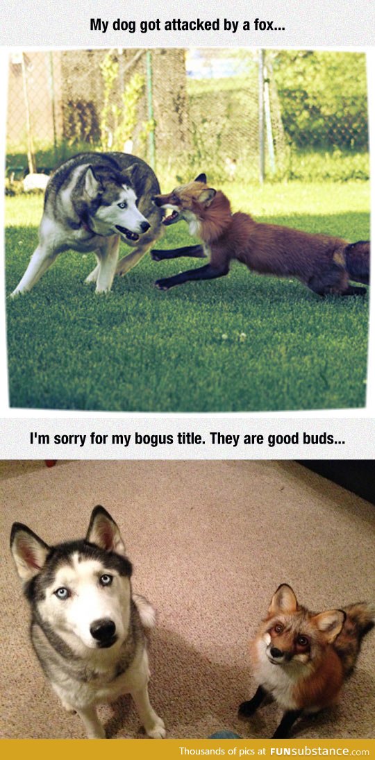 Fox attacks dog