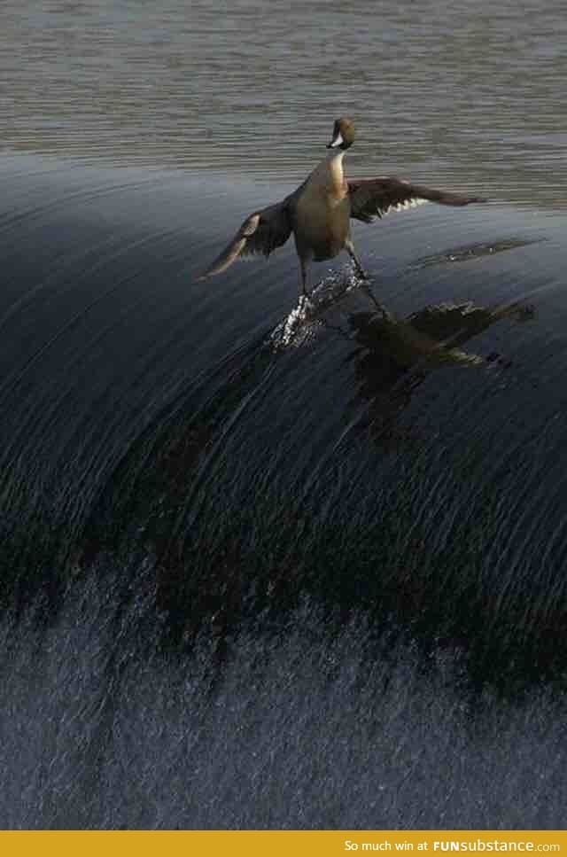 Behold... The coolest duck you will EVER see