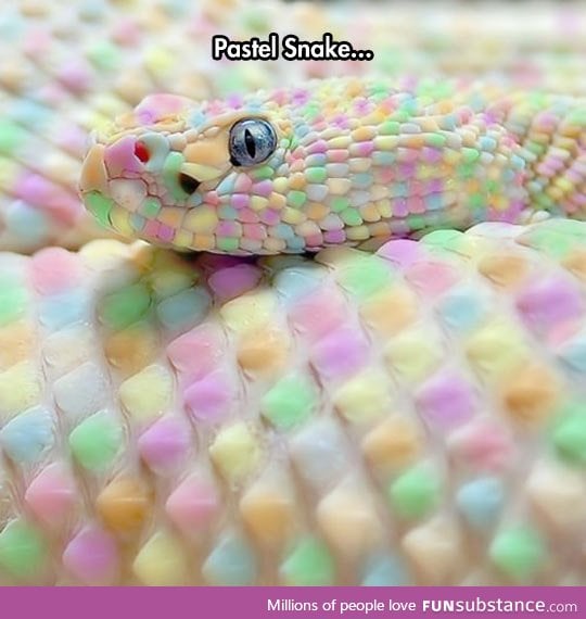 Beautiful reptile skin