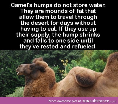 Camel's humps do not store water. They are mounds of fat