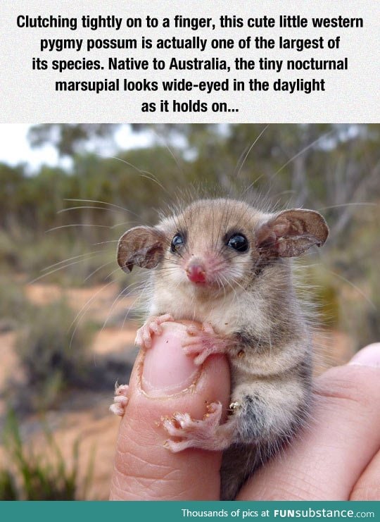 Meet the nocturnal marsupial