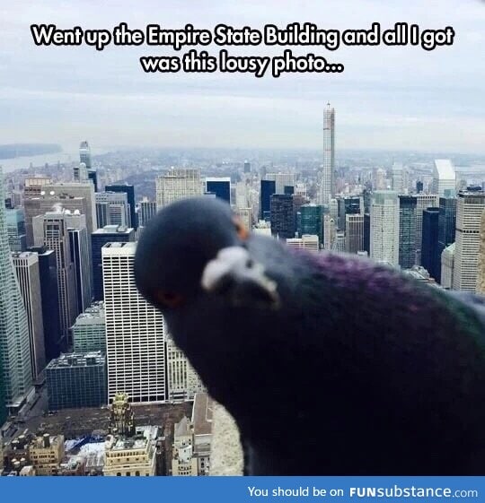 Damn birds!