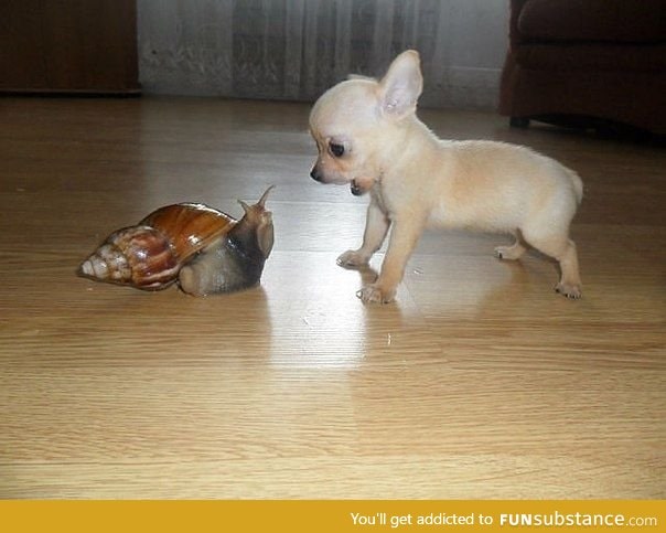 Snail vs puppy