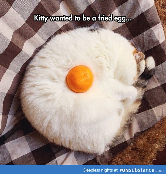 Fried egg cat