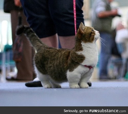 Munchkin cats are adorable