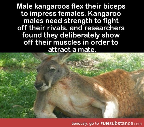 Male kangaroos flex their biceps to impress females