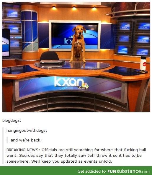 News dog
