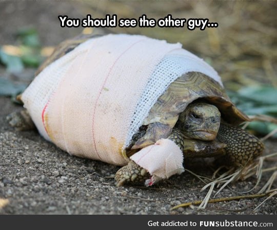 The toughest turtle on earth