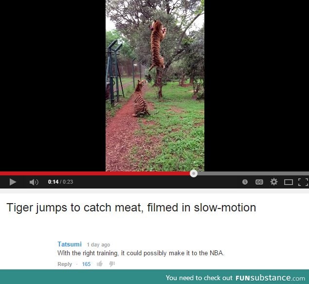 Tiger jump