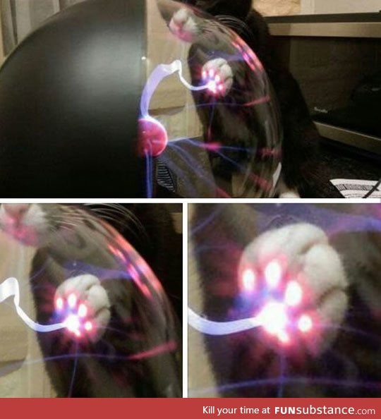 What happens when a cat touches a plasma ball