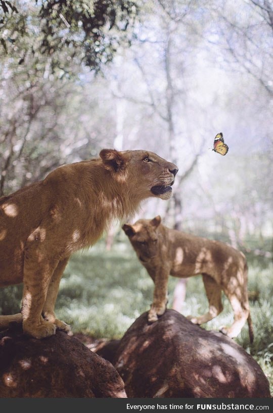 A lion and a butterfly