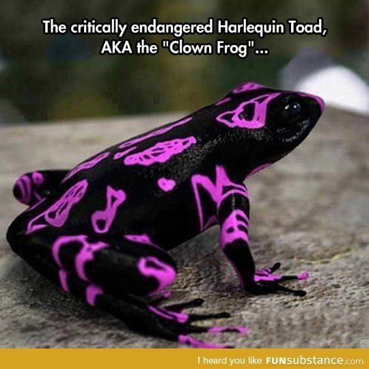 The clown frog
