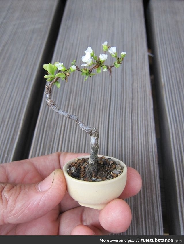 Worlds tiniest flowering tree