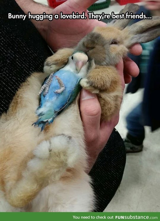 Bunny and lovebird are friends