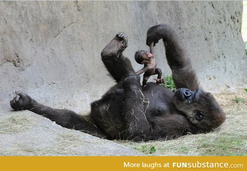 Gorilla mom playing with her baby