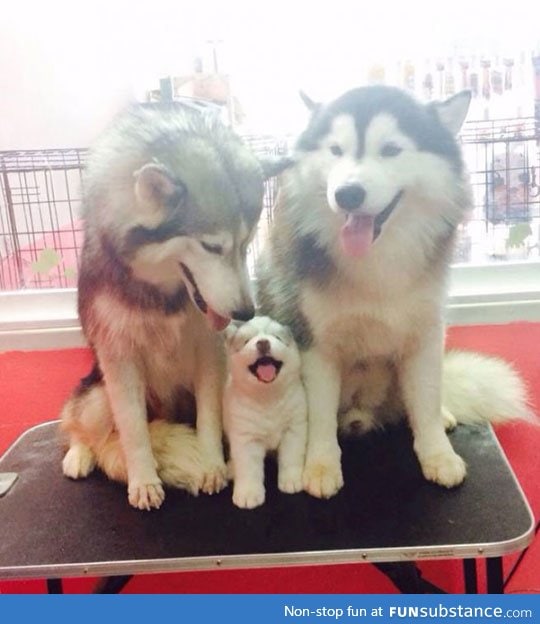 One happy husky family