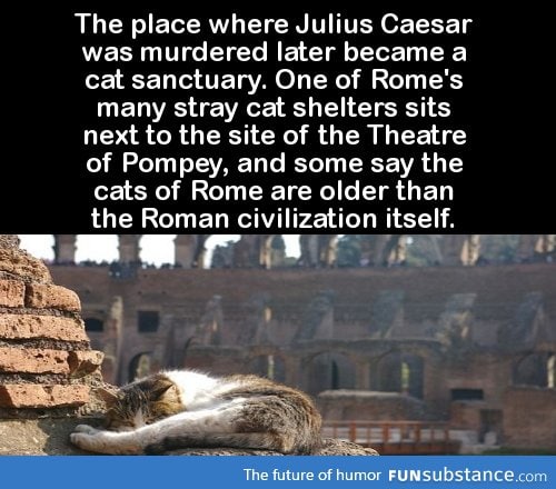 The place where Julius Caesar was murdered later became a cat sanctuary