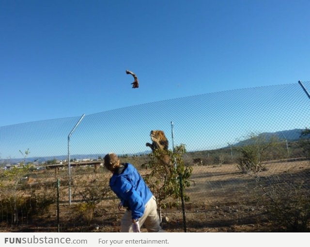 Feeding a lion