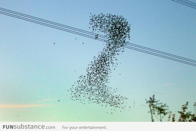 Birds formed the number 2