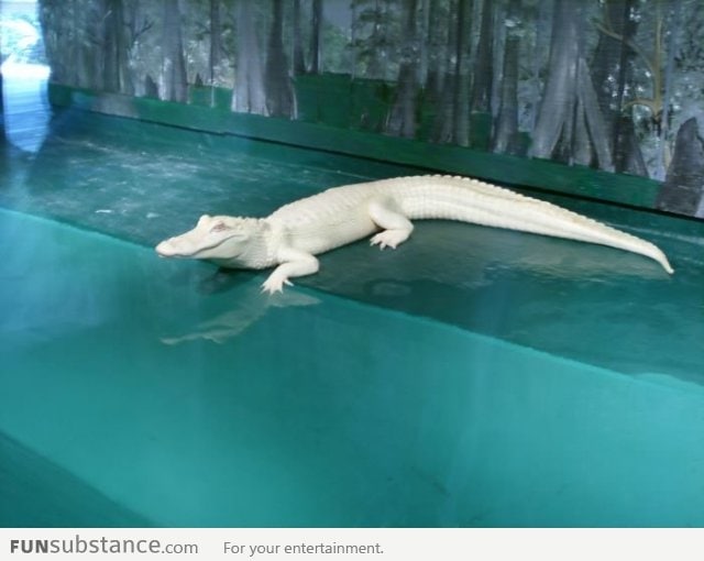 Albino Gator