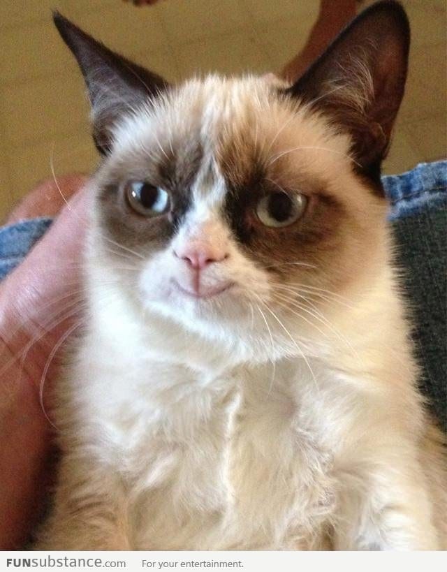 Grumpy cat in a parallel universe