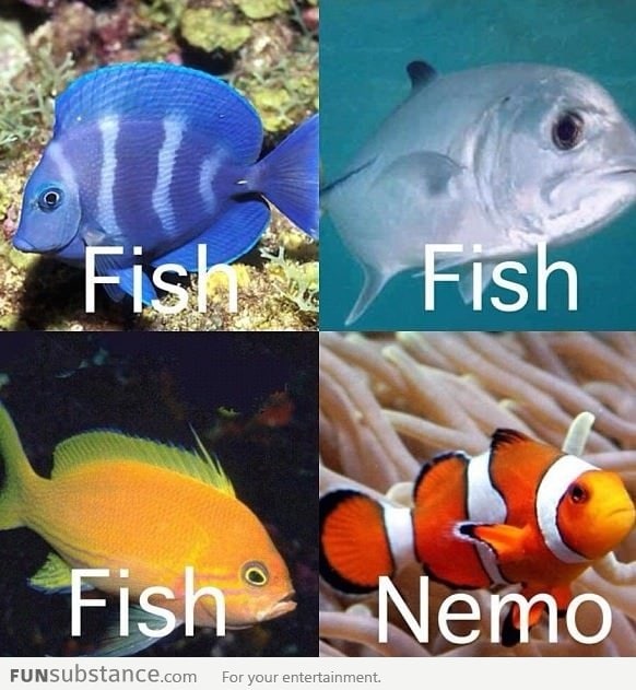 Fish fish fish, nemo