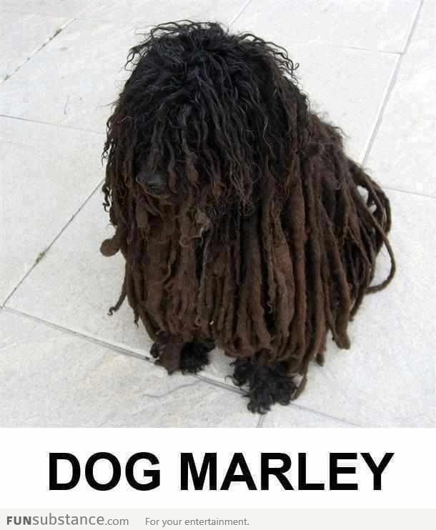 Dog marley