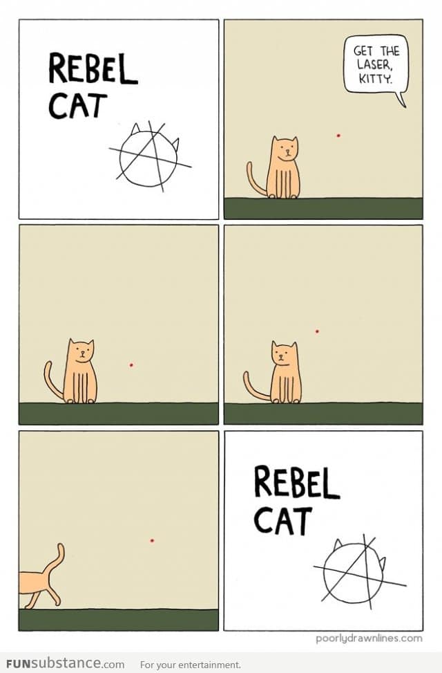 Rebel cat