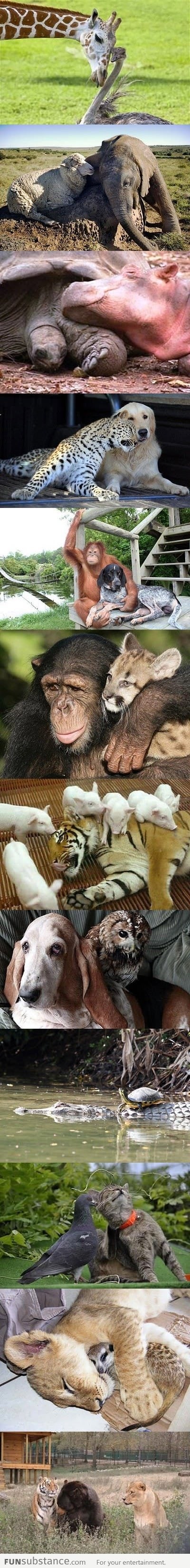 Unlikely Friendships