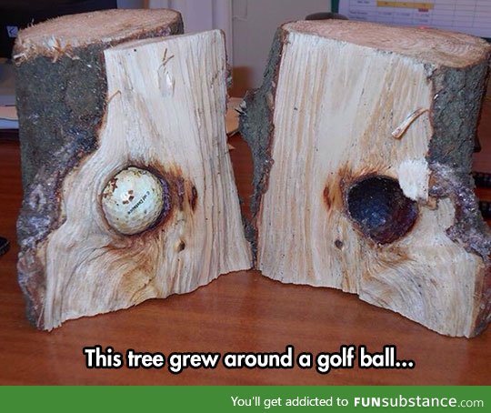 Plant it and see if it grow into a tiger woods