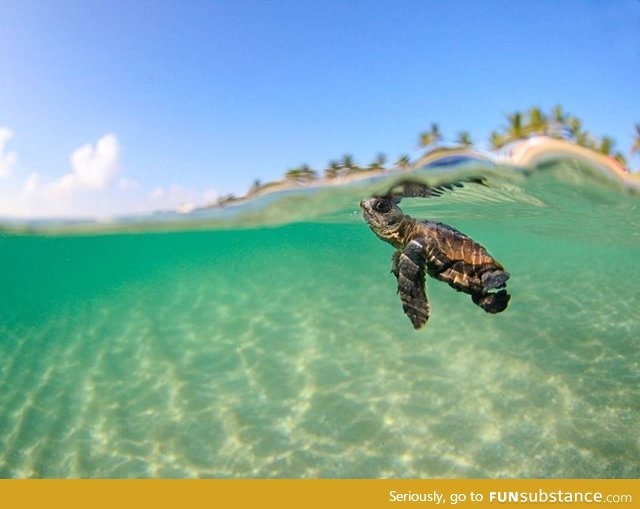 Amazing picture of a baby sea turtle, off the coast of Bora Bora