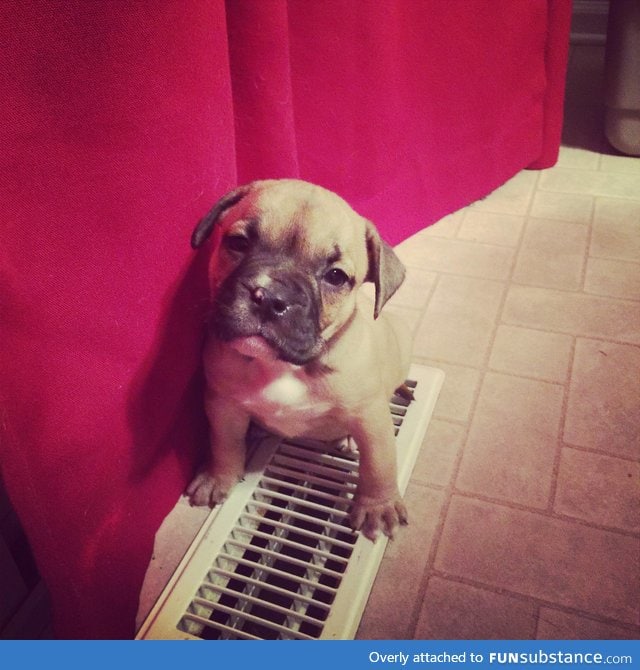 Rigby the puppy discovers heat vent!