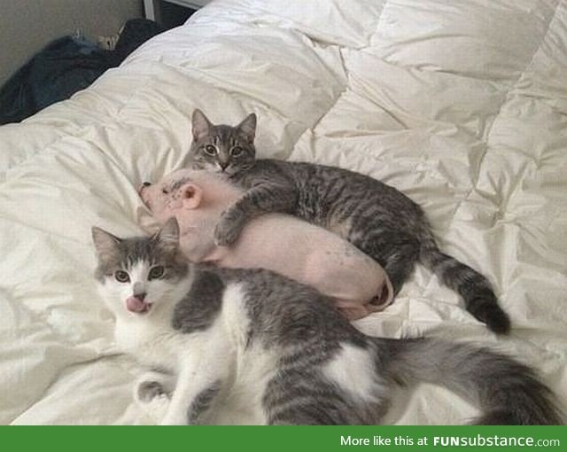 Cats love pigs