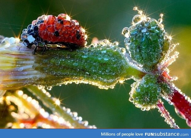 a ladybug in dew