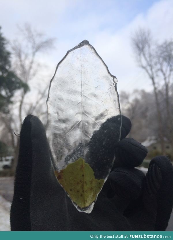 Perfectly frozen leaf form