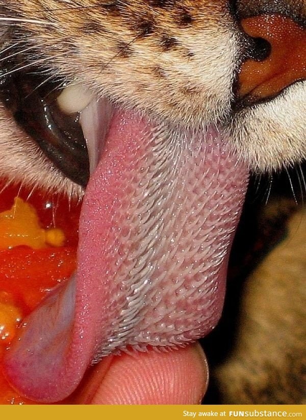A tiger's tongue