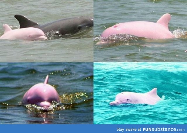 So pink dolphins are actually a thing