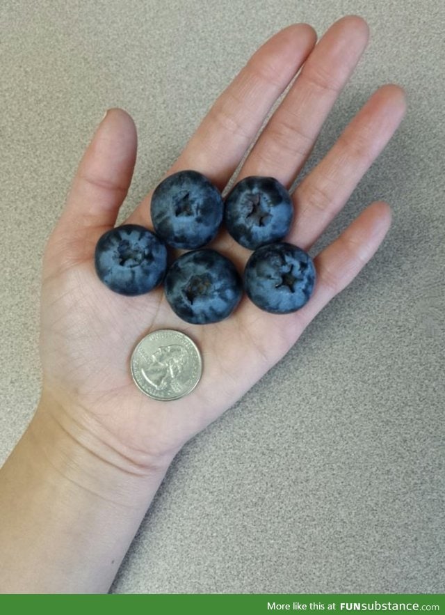 So big blueberries