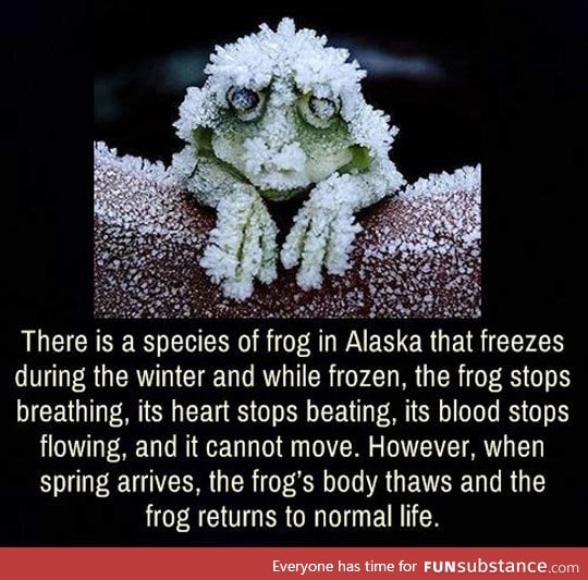 The frog that stops breathing