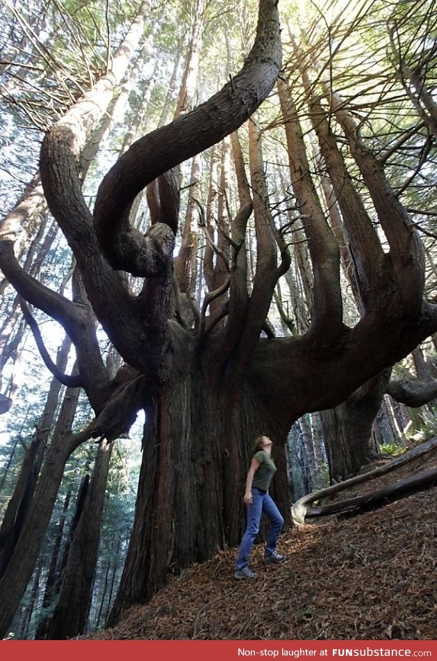 This redwood tree is amazing