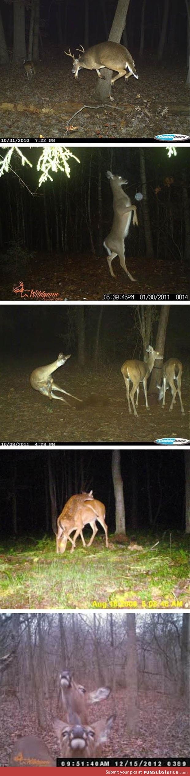 Let’s All Take A Moment To Appreciate The Majestic Trail Camera Deer