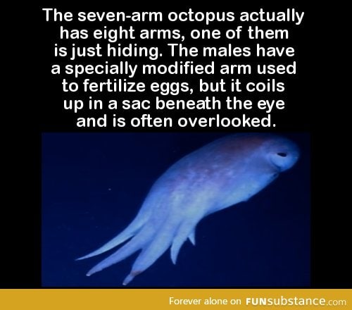The seven-arm octopus actually has eight arms, one of them is just hiding