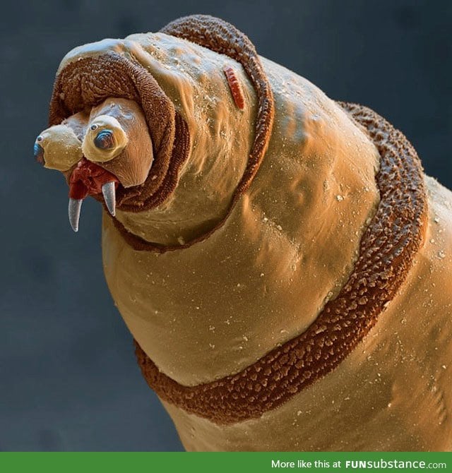 A coloured scanning electron micrograph of maggot head
