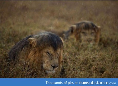Lions in the rain