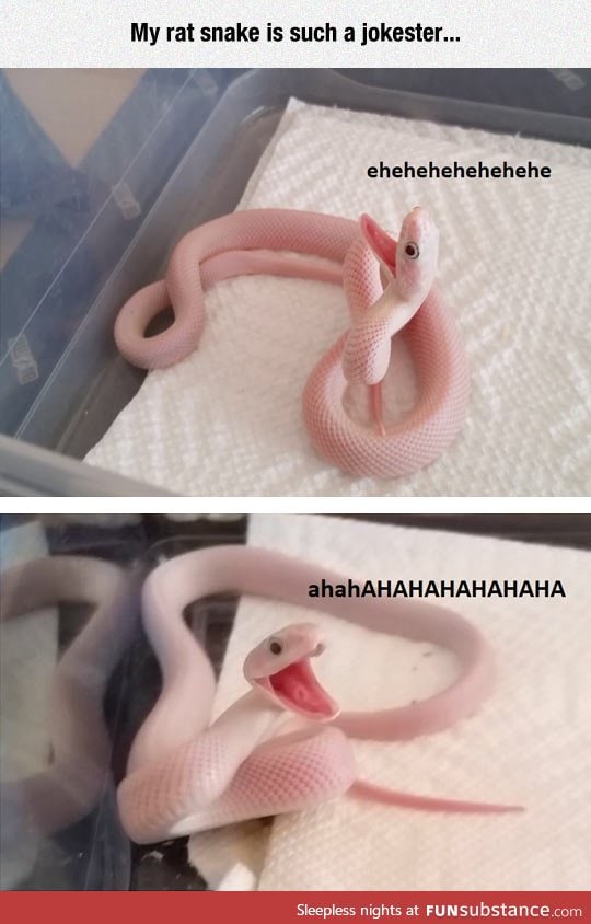 Jokester snake