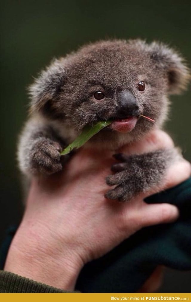 Baby koala