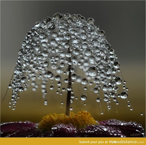 Dew on a fungus