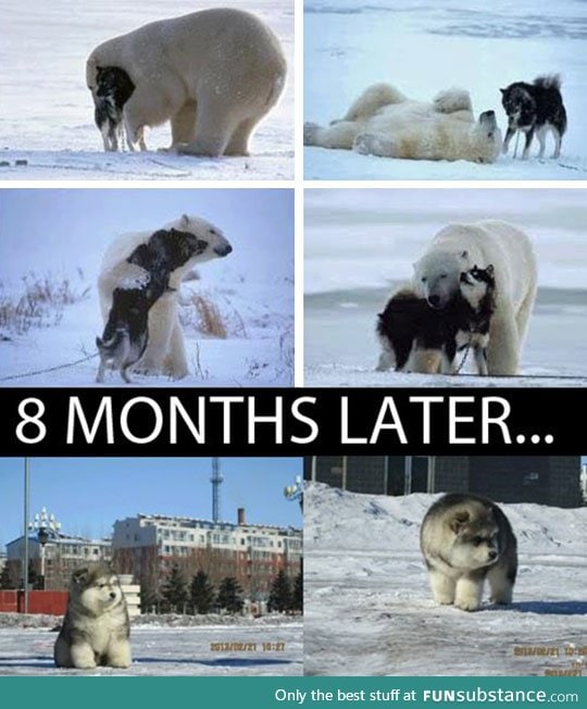 Polar Husky's Origins