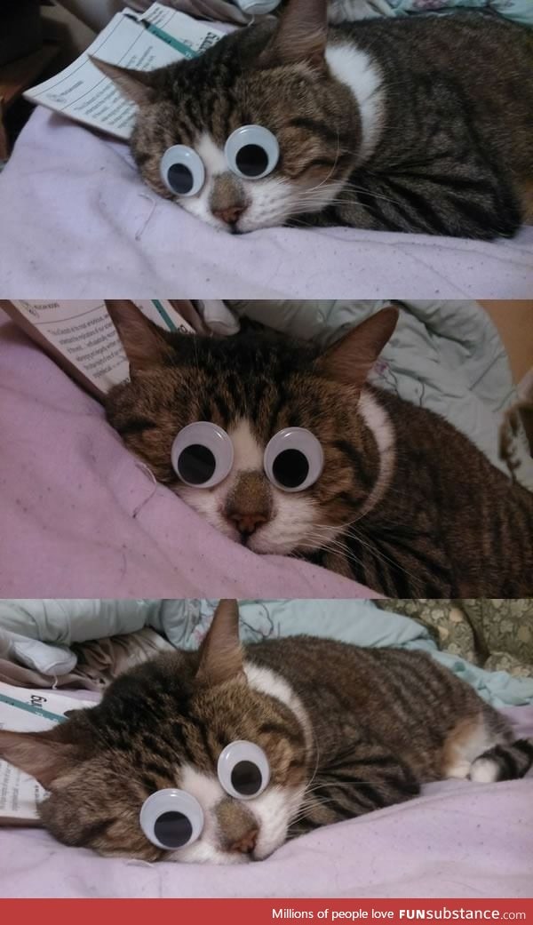 Googly eyes on cat when it was sleeping. .