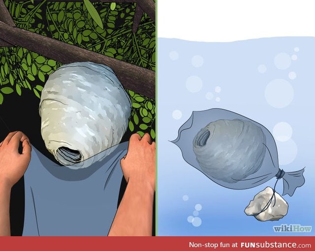 How to: Get rid of wasps according to WikiHow